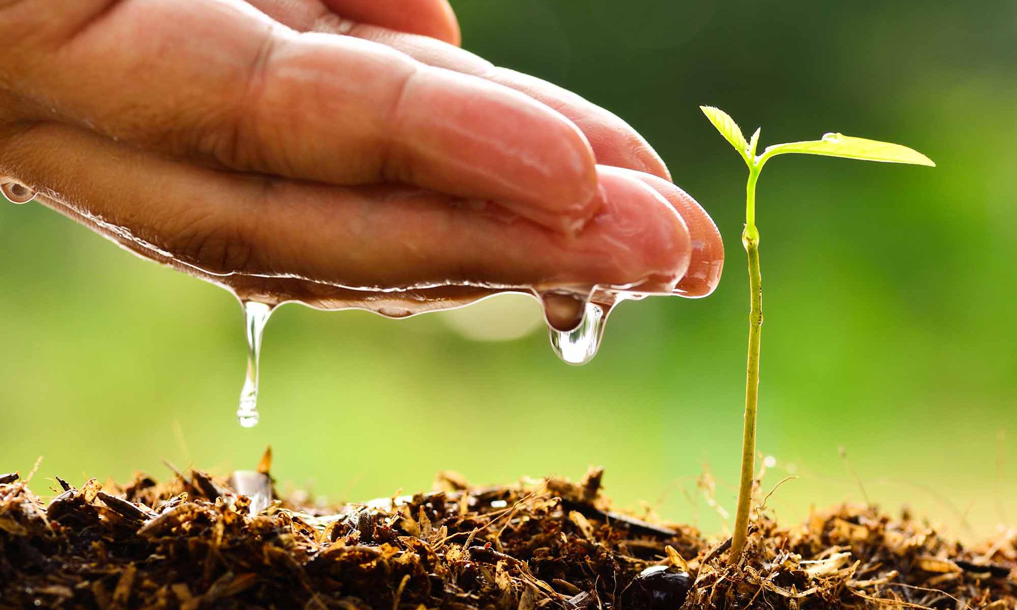 Cómo cuidar el medio ambiente.