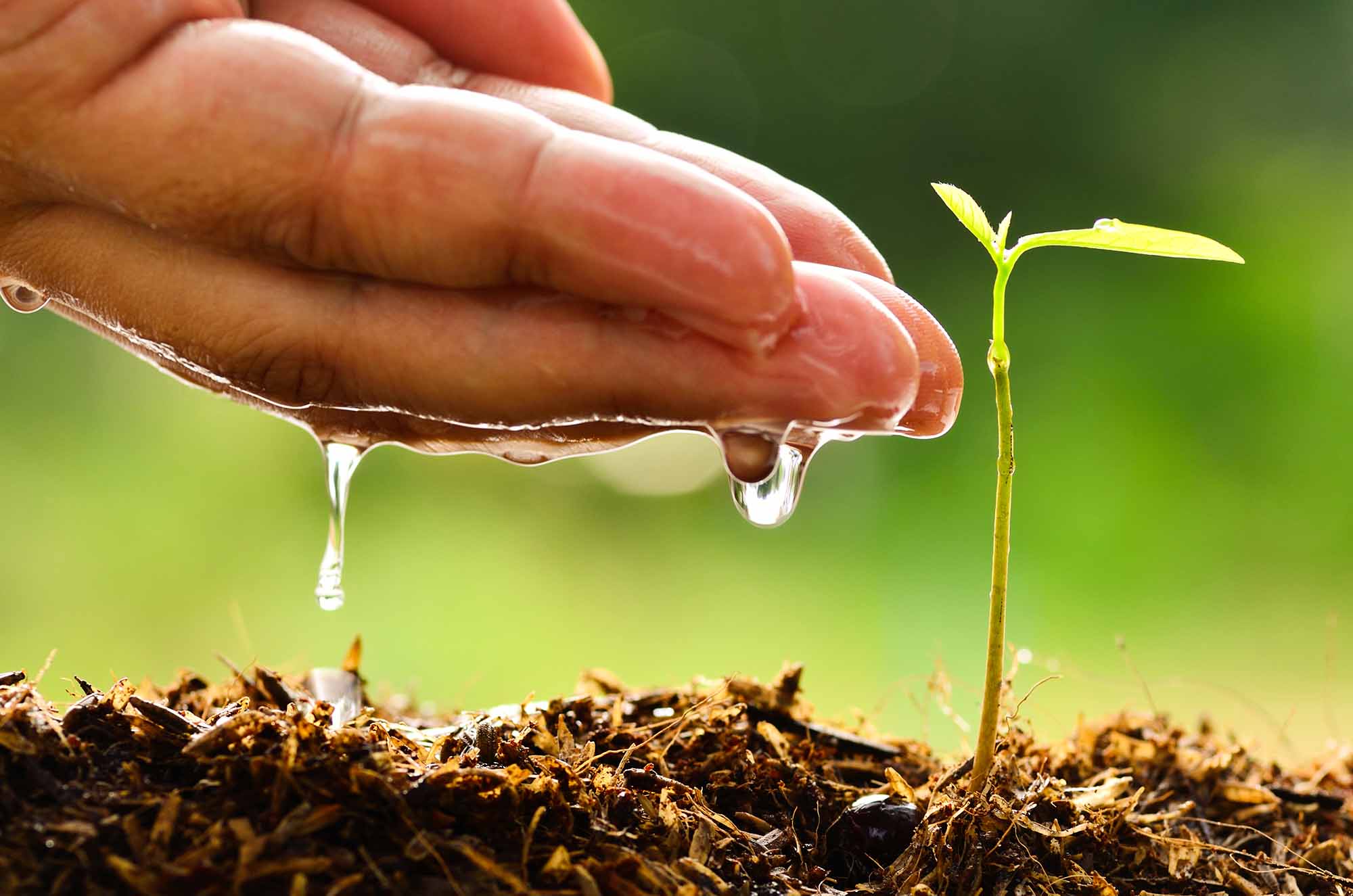 Cómo Cuidar El Medio Ambiente